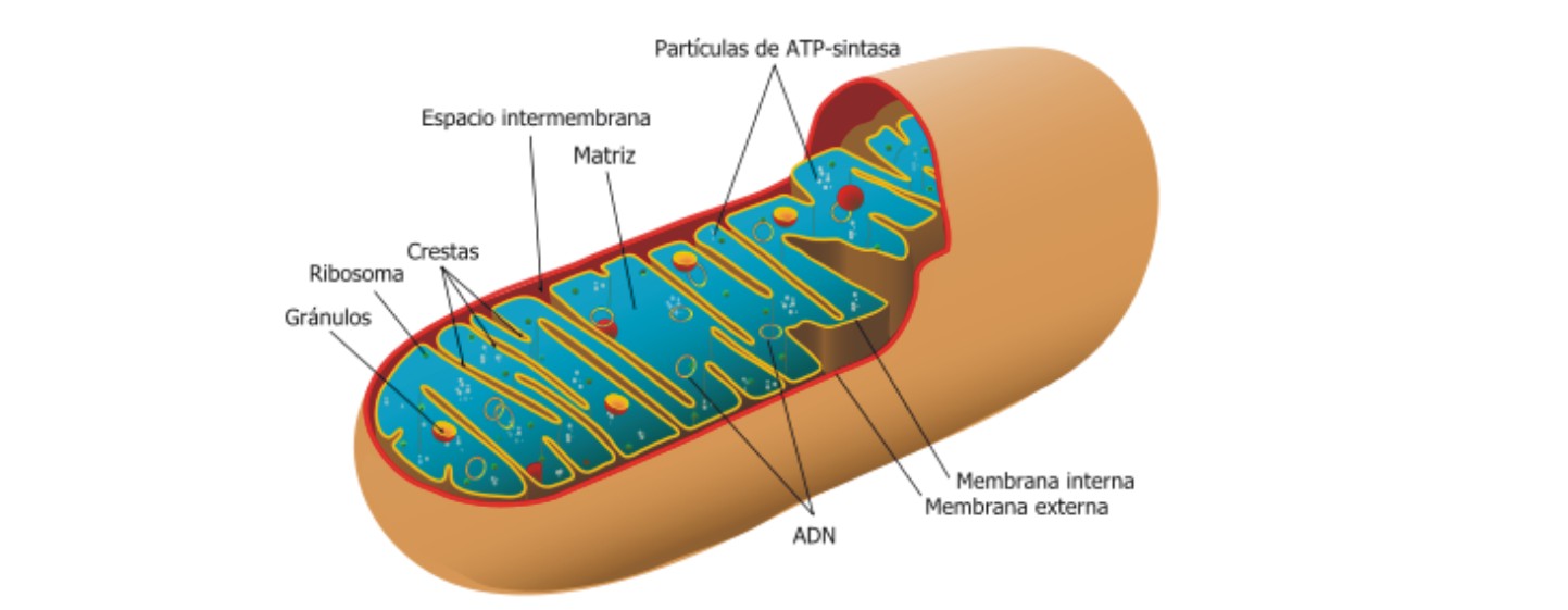 Las mitocondrias y el agua hidrogenada